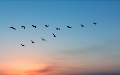 Overcoming Data Migration Challenges in Business Central